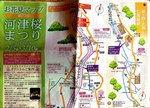 kawazusakura.jpg